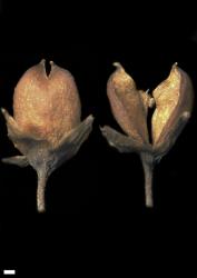 Veronica adamsii. Capsules. Scale = 1 mm.
 Image: W.M. Malcolm © Te Papa CC-BY-NC 3.0 NZ